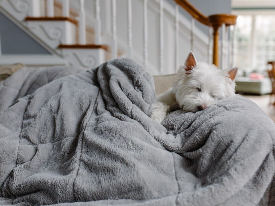 blankets-puppy-laundries-launderette